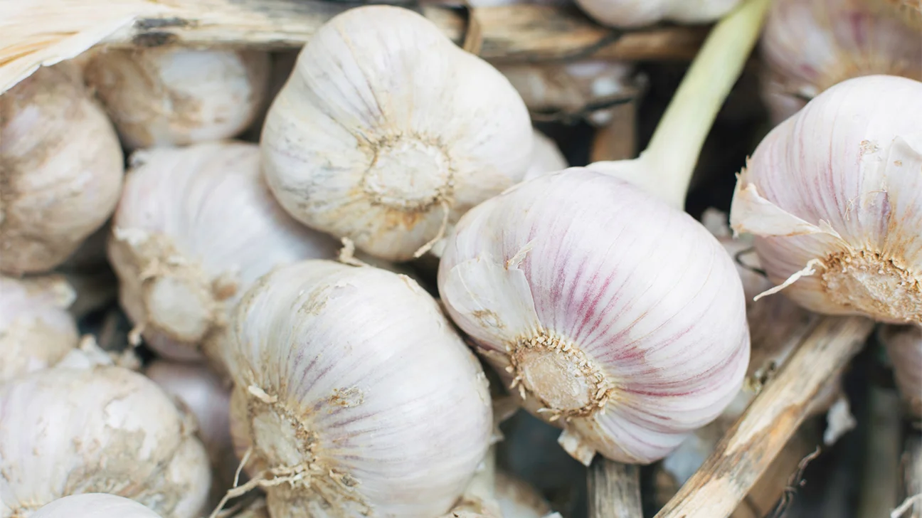 5 Proven Health Benefits of Garlic